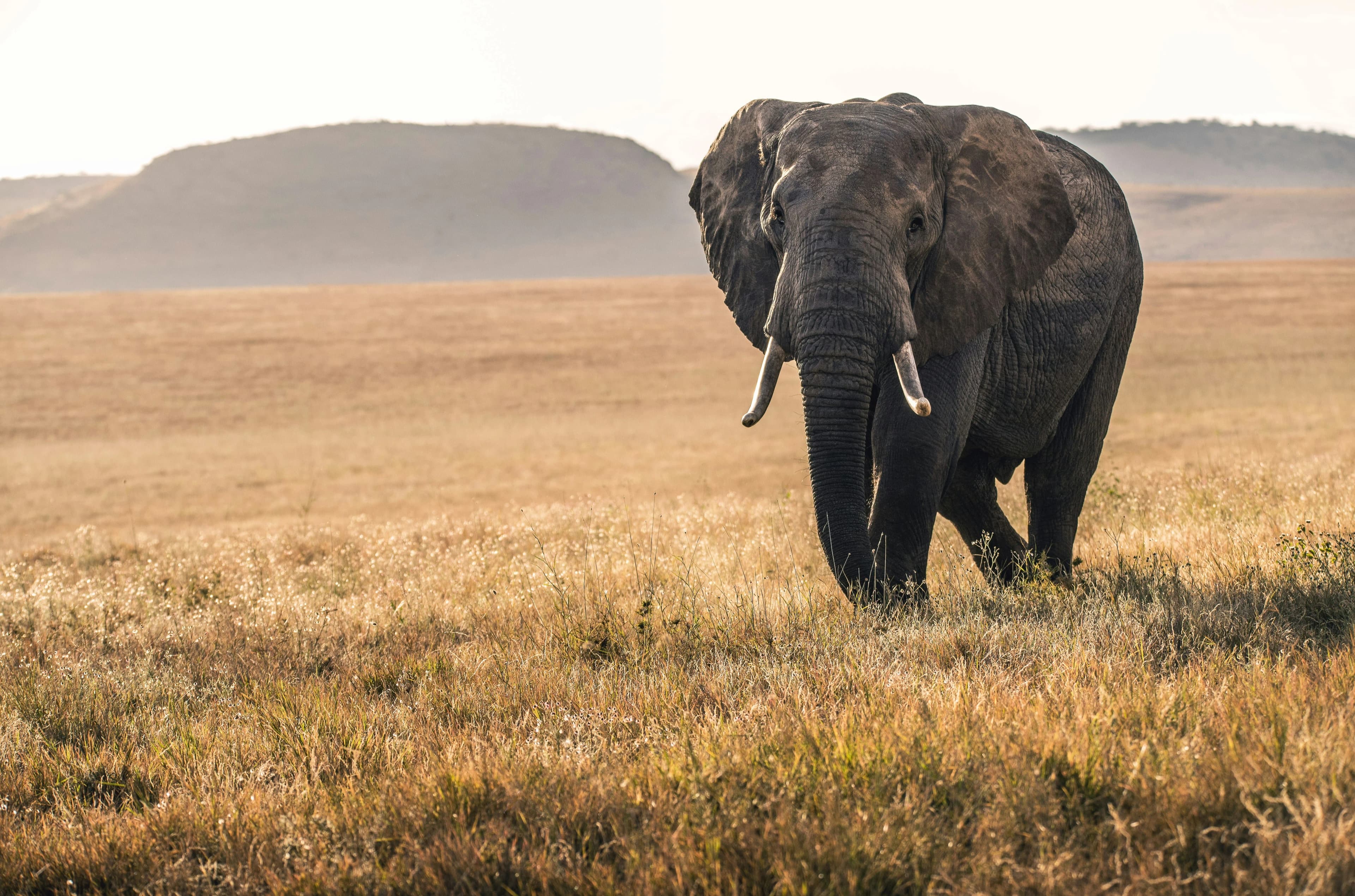 Kenya 3