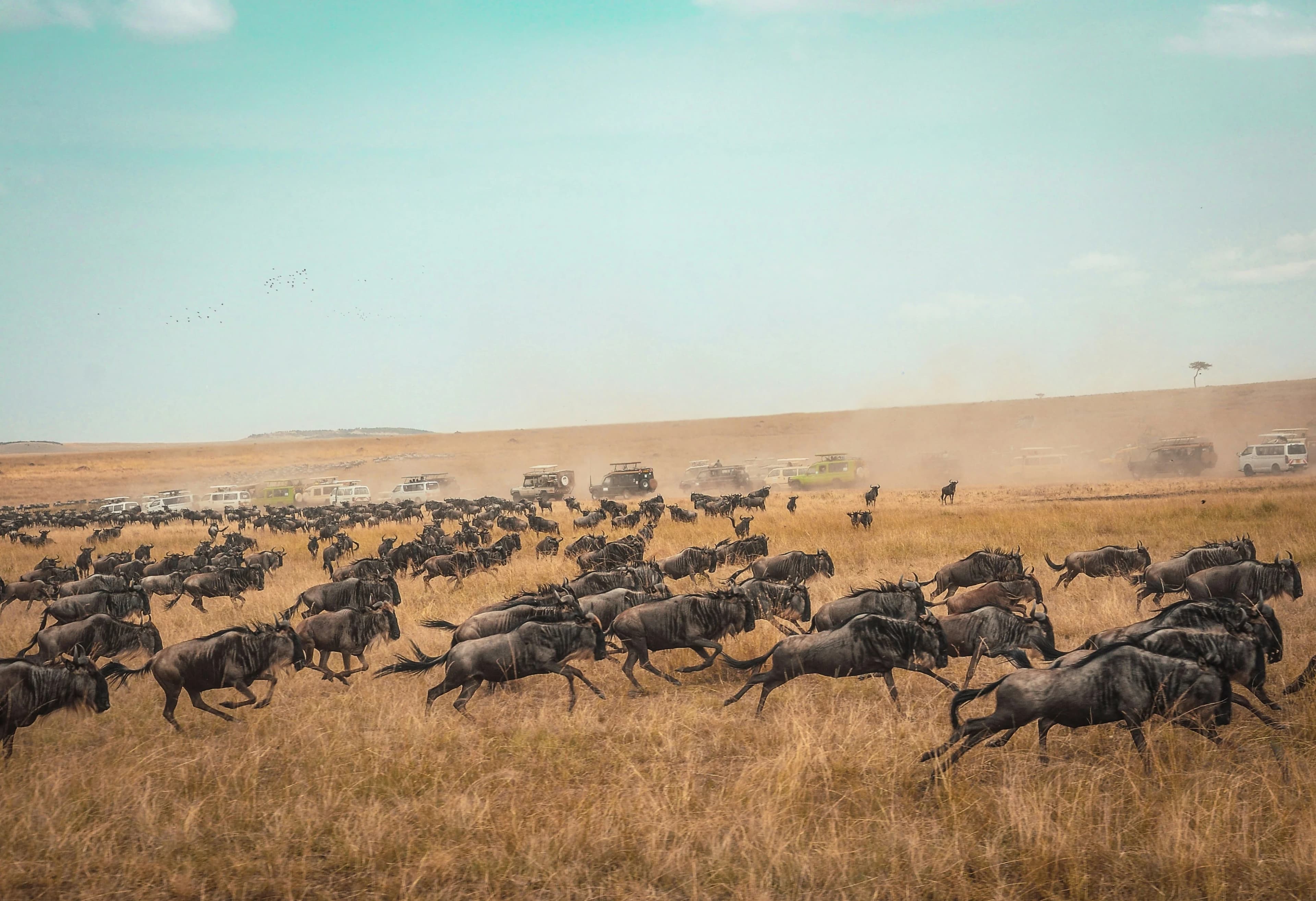 Kenya 4