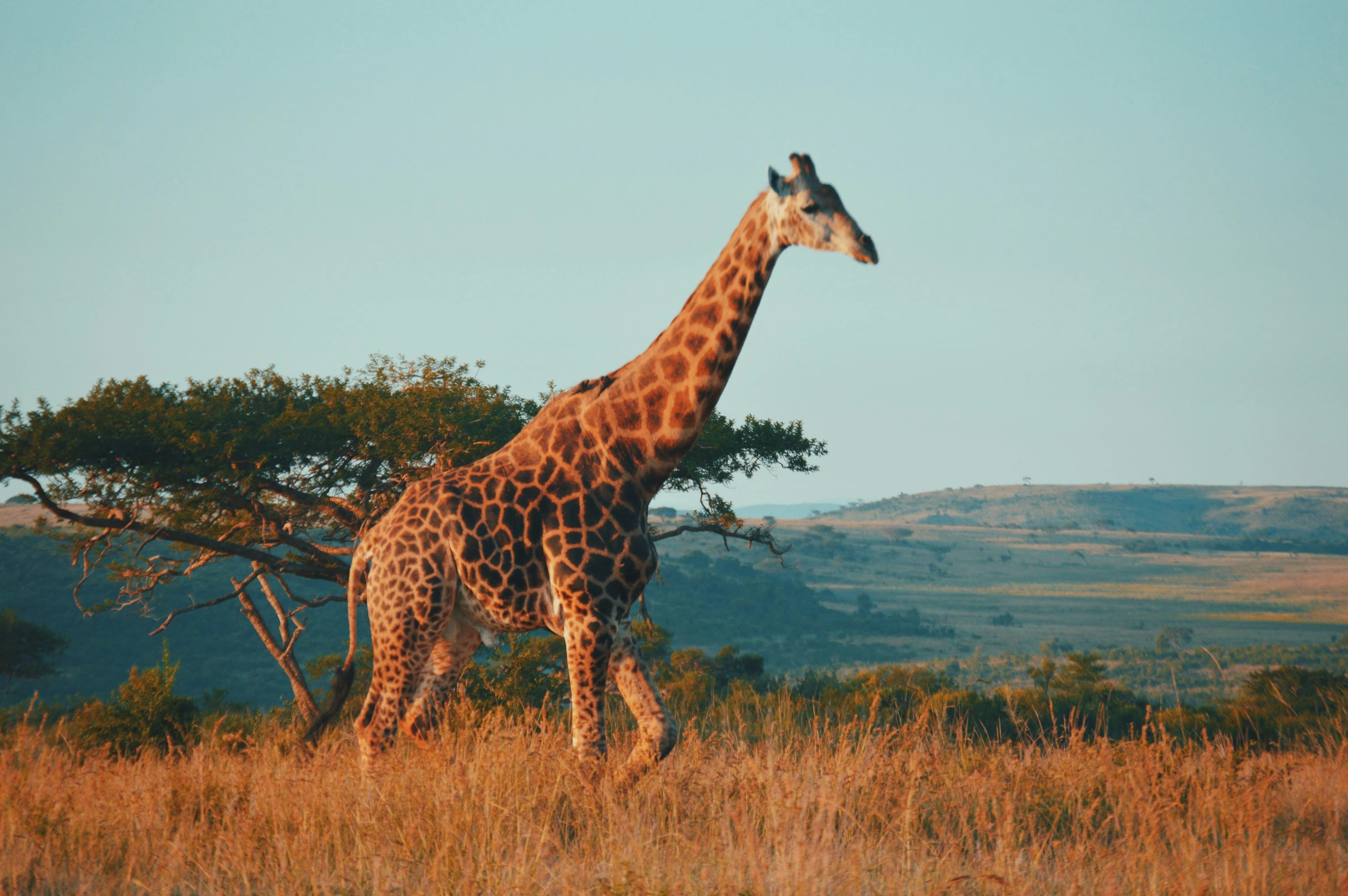 South Africa 4